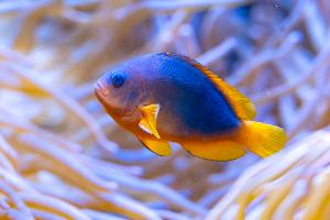 Die faszinierende Welt unter Wasser